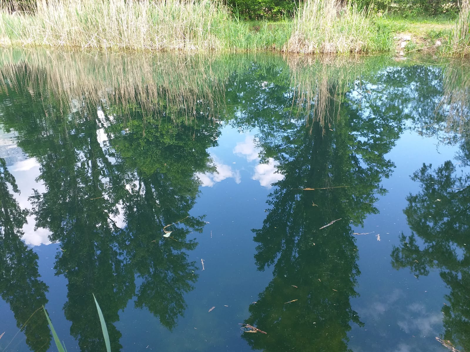 le petit étang de Bauches